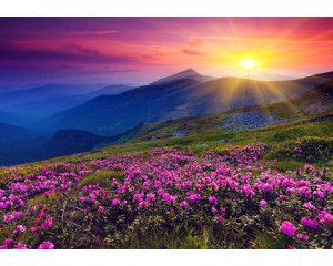 Fotobehang van een ondergaande zon in de bergen, waar bloemen het landschap vullen met levendige kleuren.