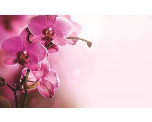 Orchideeën bloemen, roze fotobehang met een rustgevende en elegante uitstraling.