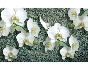 Orchideeën bloemen op een betonnen achtergrond, weergegeven op een modern en stijlvol fotobehang.