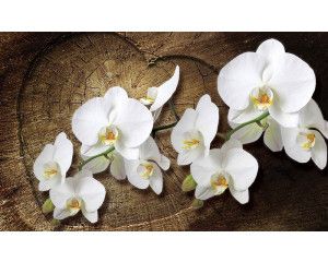 Orchideeën bloemen, natuurlijk weergegeven op dit fotobehang voor slaapkamer of woonkamer.