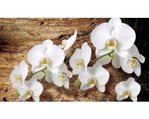 Fotobehang van orchideeën tegen een achtergrond van een boom, perfect voor een serene ruimte.