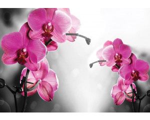 Orchideeën in roze tinten, natuurlijk weergegeven op een fotobehang voor een serene tuinuitstraling.