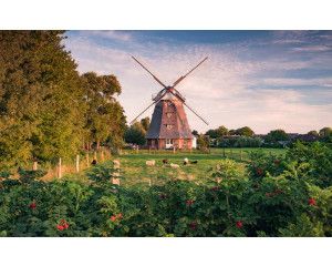 Oude molen met schapen in een weide landschap.