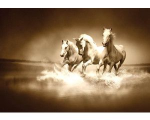 Fotobehang met witte galopperende paarden die door het water rennen.