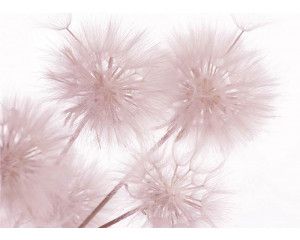 Fotobehang Paardenbloem Close-up