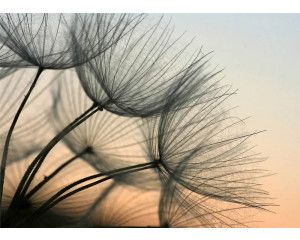 Fotobehang van een paardenbloem in het avondlicht.