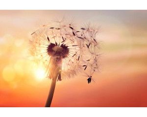 Fotobehang van een paardenbloem in het zonlicht, waarbij de zon door de zaadjes heen schijnt.
