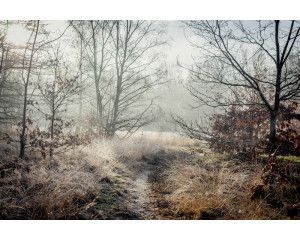 Fotobehang van een houten pad dat door het bos loopt, omringd door bomen en natuur.