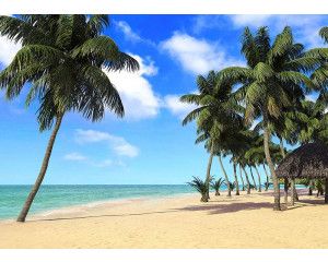 Fotobehang Palmbomen bij de Zee