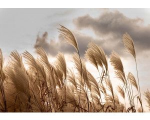 Pampasgras in volle bloei op een rustgevend vliesbehang, met zachte texturen en een natuurlijke uitstraling.