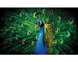 Fotobehang van een pauw met groene veren, met een focus op de elegante vogel.