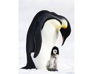 Fotobehang van pinguïns in hun natuurlijke habitat, met een speelse en koude uitstraling.