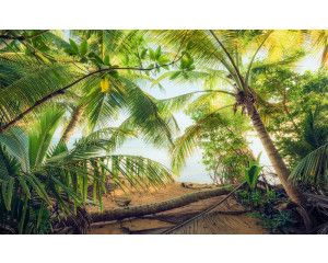 Piraten schuilplaats in Puerto Rico, met een jungle vol palmbomen.