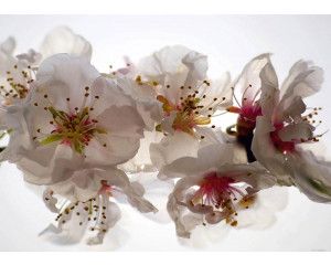 Fotobehang Pruim Bloesems