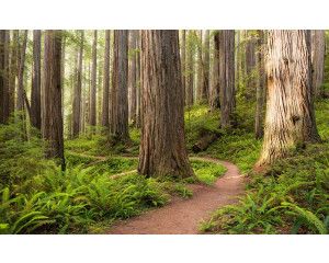 Redwood National Park boslandschap met hoge bomen.