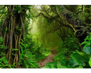 Een dicht regenwoud met weelderige jungle en bomen, vastgelegd op dit fotobehang met een serene natuuromgeving.