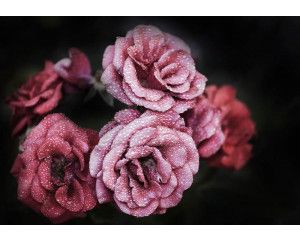 Romantisch fotobehang met bloemen, rozen en pioenrozen, gedetailleerd en sfeervol.