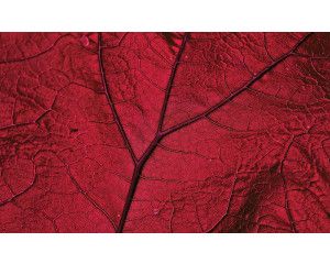 Rood blad fotobehang, natuur en warme tinten gecombineerd.