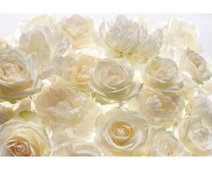 Witte rozen bloemen, elegant weergegeven op een muur in dit fotobehang, ideaal voor een rustige, serene sfeer.