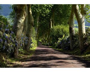 Fotobehang Rustiek Bospad Door Majestueuze Bomen