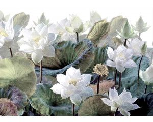 Fotobehang Schilderachtige Lotusbloemen