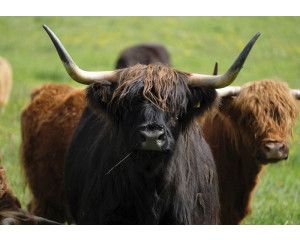 Fotobehang van een Schotse hooglander, dier in natuurlijke omgeving.