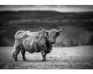Zwart-wit fotobehang van een Schotse hooglander die in de zon staat, met een tijdloze weergave van de natuur.