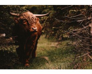 Een Schotse hooglander in het bos op dit fotobehang, met een rustige en natuurlijke bosomgeving als achtergrond.