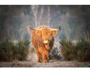 Schotse hooglander op de heide vastgelegd op dit fotobehang, met een prachtige weergave van natuurlijke schoonheid in de natuur.