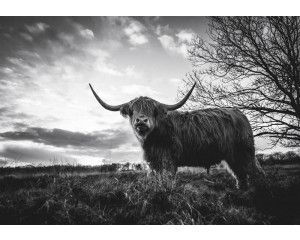 Schotse Hooglander in zwart-wit, gefotografeerd bij zonsondergang op een uitgestrekte heide, fotobehang voor een robuuste natuurlijke uitstraling.