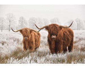 Schotse hooglanders grazen vredig in een weelderige weide, omringd door uitgestrekte heidevelden.