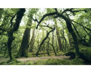 Een mysterieus bos op fotobehang met een magische sfeer.