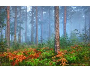 Fotobehang van een sfeervol bos gehuld in een mysterieuze mist, dat een sprookjesachtig beeld creëert.