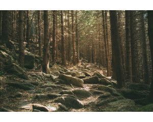 Fotobehang van stenen verspreid over een dicht bos, met groen bladerdek dat de natuur tot leven brengt.