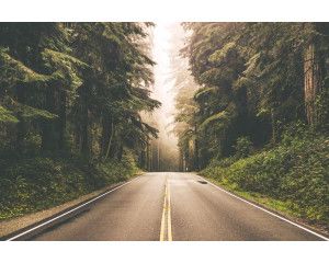 Een fotobehang van een Amerikaanse weg die door een bos loopt, gecreëerd in een 3D-stijl voor extra diepte.