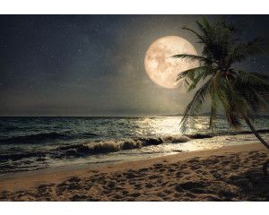 Strand bij volle maan, met palmbomen en een helder verlichte maan boven een paradijselijke zee, fotobehang dat een magische sfeer oproept.