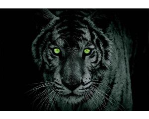 Fotobehang van onderwaterdieren in een aquarium, ideaal voor kinderen.