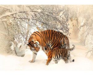 Tijgers in de sneeuw in de oerbossen van Rusland, fotobehang met een koel, winters thema.