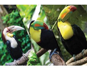 Fotobehang van verschillende toekans, met een focus op de kleurrijke en exotische vogels.