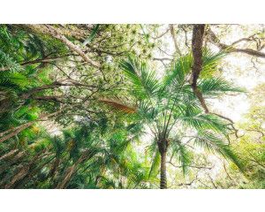 Dichte bladeren en hoge bomen in een tropisch bos, weergegeven in dit fotobehang voor een avontuurlijke sfeer.