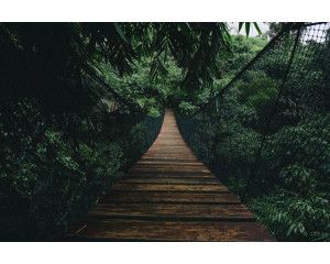 Fotobehang van een touwbrug die door een tropisch regenwoud slingert, omgeven door dichte jungle en groene natuur.