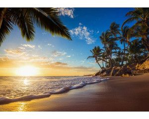 Tropische scène met palmbomen op een paradijselijk strand, met blauwe lucht en helder water op de achtergrond.