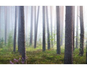 Fotobehang van een verborgen bos in de nevel, waar bomen en natuur gehuld zijn in een mystieke mist.