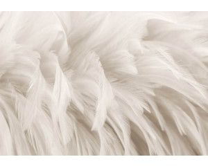 Fotobehang van veren op vliesbehang, met een zachte en elegante uitstraling.