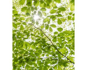 Voorjaar bos zonnestralen fotobehang, met een lente boslandschap en stralend zonlicht.