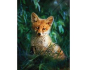 Fotobehang van een vos in de natuur, met een focus op het dier in zijn natuurlijke omgeving.