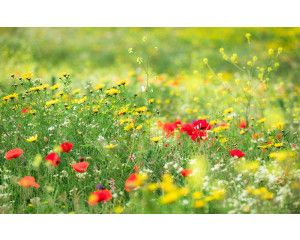 Vroege zomer bloemen en klaprozen in een weide landschap.