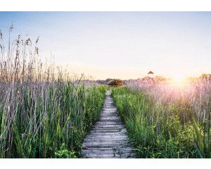 Fotobehang wandelpad in de avondzon met een houten pad tussen hoog gras en een warme zonsondergang.