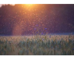 Fotobehang met weide en graslandschap, een rustgevende natuurscène met groene velden en zachte texturen.