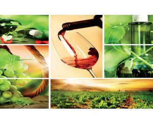 Fotobehang van rode druiven en wijnflessen in een Franse wijngaard, sfeervolle weergave.